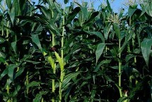 鑫满仓2201玉米栽培技术要点，在适应区5月1日左右播种