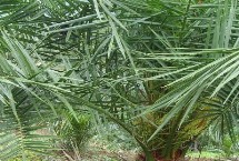 根腐病，不同病害的防治方法不同