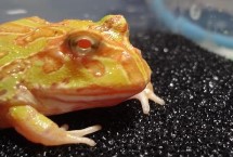 黄金角蛙能长多大，一般可存活4-5年