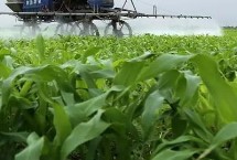 高粱长蝽的发生症状与规律，幼虫发生时使用敌敌畏乳油效果好