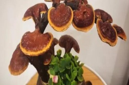 盆栽灵芝可以活多久，根据生长阶段调整浇水