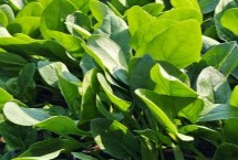 对菠菜施什么肥料可以增加产量，常用的种植方式为散播