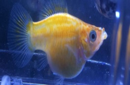 玛丽鱼大肚子一直不生怎么办，从开始大肚子到生一般需要35天左右