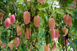 苹果树栽种后多久开花结果，将生长过长枝条进行短截处理