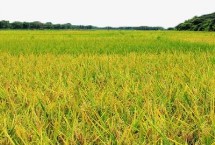 农作物肥料的三大元素，首先选择高产品种