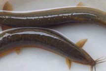 泥鳅会咬人吗，当生命受到了威胁也会咬人