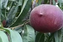 黑桃的价格，主要产于皖南山区