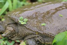 代表物种，别称甲鱼