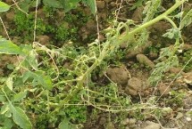 番茄青枯病可以根治吗，首先可选育抗病品种