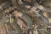 基围虾的名称由来，市场售价一般与规格有关