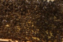 蜂群由三型蜂组成，所有成员都有着明确的分工