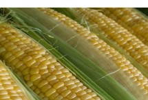 怎么让玉米幼苗快速出土，可用树枝适当的撬动播种穴上面的土壤