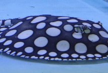 魟鱼为什么不可单养，黑白魟鱼属于有毒品种