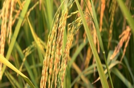 泰优1509水稻栽培技术要点，高抗稻瘟病