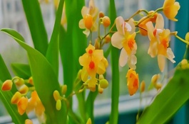 文心兰的耐寒温度，一般为10月份中旬