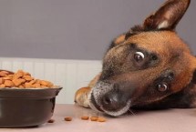 哪些宠物狗比较便宜，一般喂食商品狗饲料