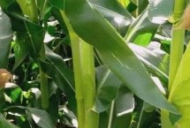 农单173玉米栽培技术要点，并每亩施尿素15千克