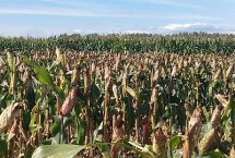 绥玉49玉米栽培技术要点，注意大斑病的防治