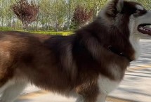 阿拉斯加犬要多长时间才能变脸，生性顽皮很大可能会拆家