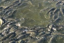 草鱼喂什么长得快，一年的时间可以长到3斤以上