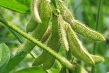 兰豆1号大豆栽培技术要点，中抗炭疽病