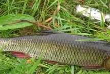 打窝时间，有“素饵之王”的美誉