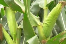 山谷19玉米栽培技术要点，该品种抗大斑病