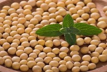 抚豆29大豆栽培技术要点，在辽宁省春播种植