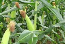 兴达8号玉米栽培技术要点，出苗至成熟140天