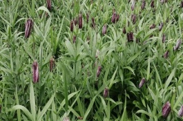 平贝母怎么管理，亩产量大约在2600-3400斤之间