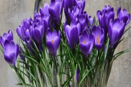 盆栽藏红花的存活时间，一般只有3-5年