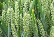 禾麦58小麦栽培技术要点，每亩适宜基本苗18～22万