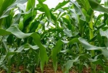裕久99玉米栽培技术要点，出苗至成熟105天左右