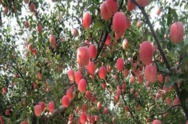 提高苹果坐果率的方法，可采取套袋、施肥、控制生长方向等措施