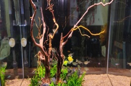 杜鹃根对鱼缸水的好处有哪些，先将周围附着的土壤清理干净