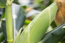 V809玉米栽培技术要点，高抗茎腐病