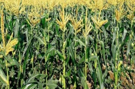 龙丰7号玉米栽培技术要点，播种前进行种子包衣处理