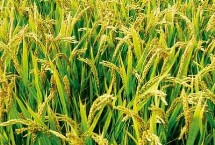 野香优甜丝水稻栽培技术要点，该品种基部叶鞘绿色