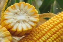 沈糯20号玉米栽培技术要点，高抗瘤黑粉病