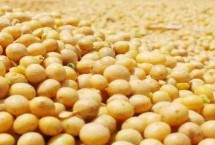 九农Y2号大豆栽培技术要点，出苗至成熟平均126天