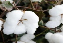 惠远1502棉花栽培技术要点，春播生育期122天