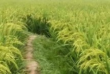 保农8号水稻栽培技术要点，生育期约138天左右