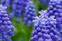 生长习性，20世纪50年代开始传入中国