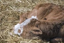 如何照顾犊牛，需提供充足的饮用水并添加糖盐