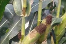 道育6号玉米栽培技术要点，注意防治病虫害