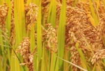 荃香优89水稻栽培技术要点，每亩秧田播种量8-10千克