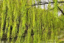 柳树有哪些品种，包括旱柳、垂柳、白柳、爆竹柳等种类