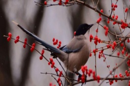喜鹊可以活多久，象征圣贤、喜事到家、吉祥如意