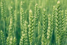 洛旱27小麦栽培技术要点，半冬性品种