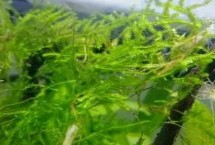 除藻剂对鱼有影响吗，可以选择戊二醛